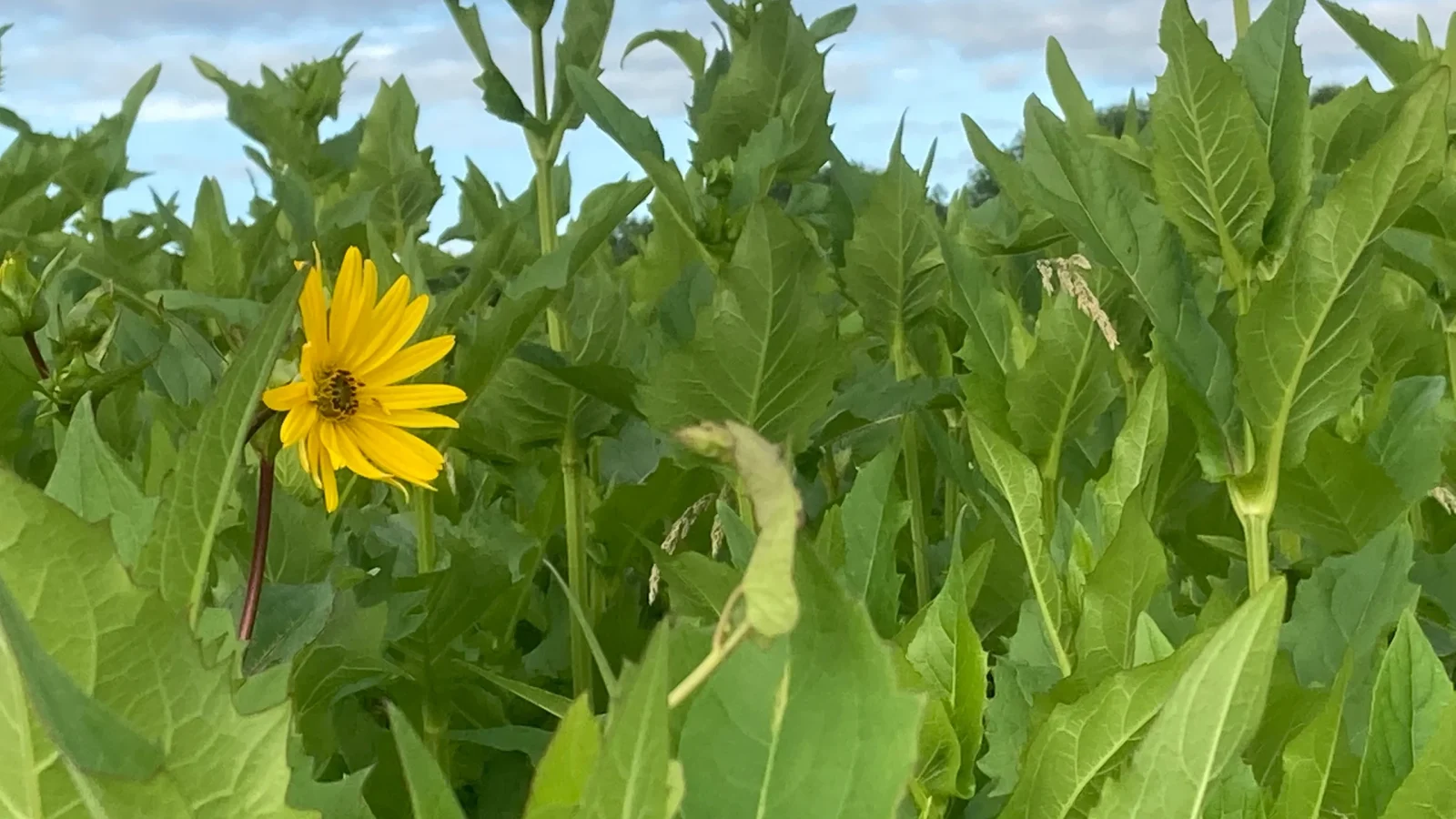 d62401_40b41ecd17734b3b8013b49f77a1e489~mv2